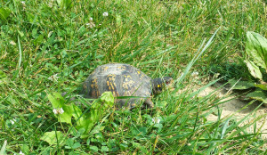 turtle again